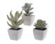 Debenhams Mini Succulent In White Pot