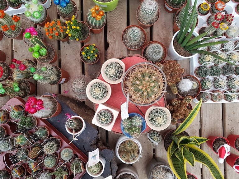 Cacti in pots