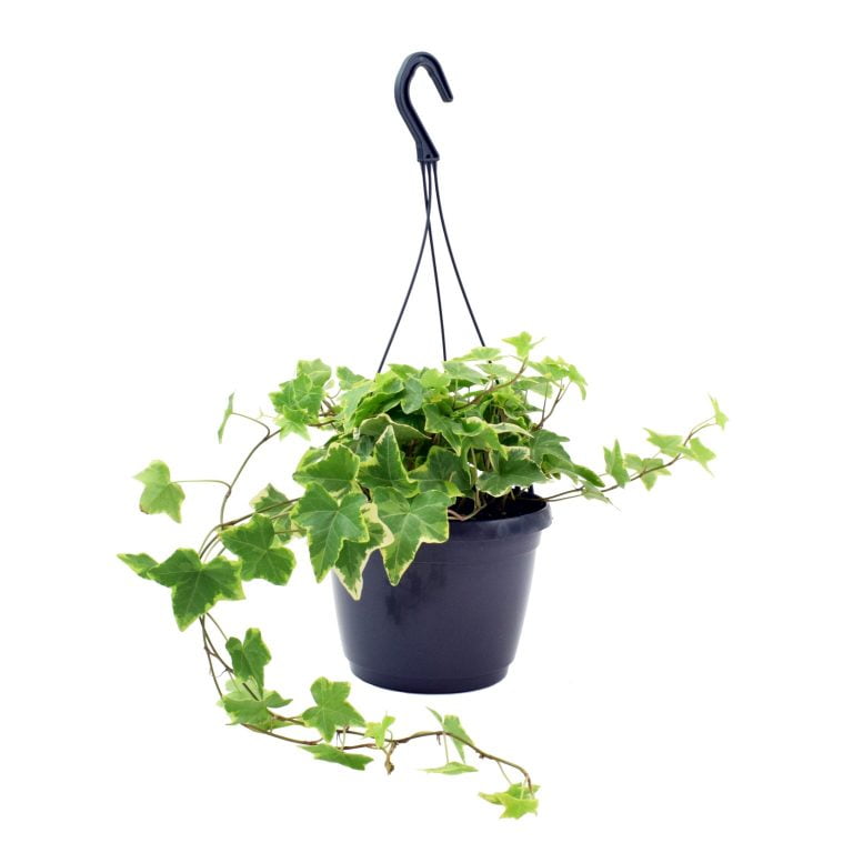 [Bloombox Club] English Ivy Yellow Ripple with pot, £27