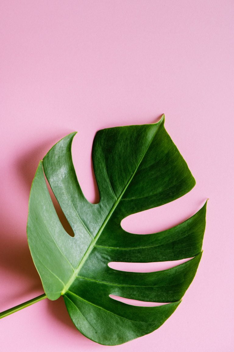 Monstera plant wyevale garden centre