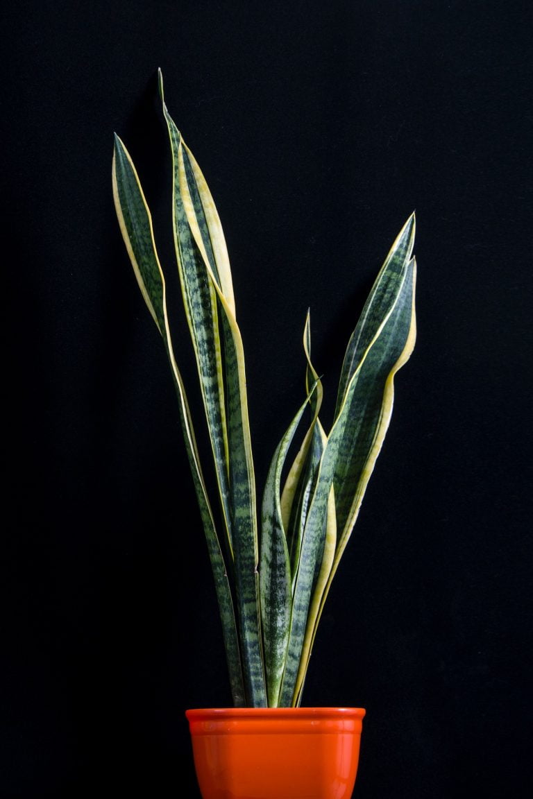 Sansevieria plant - Wyevale Garden Centre