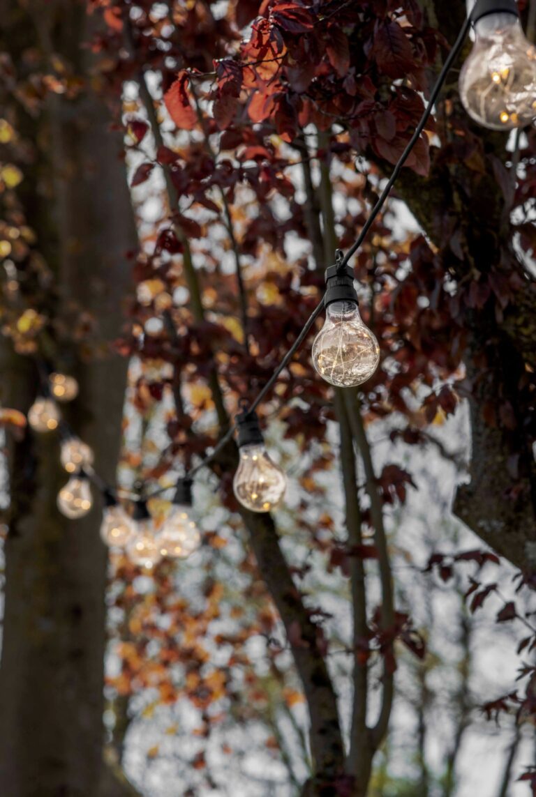 The image shows a string of light bulbs hanging from a tree in a forest. The light bulbs are white and are evenly spaced along the string. The tree is covered in leaves and has a few branches that are reaching up to the sky.